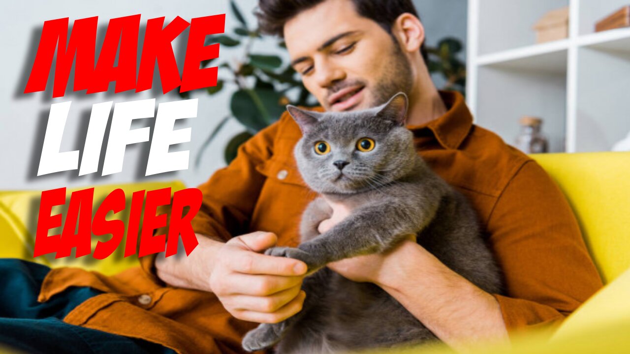 Cats 101: Must do essential tips to make life with cats easier!