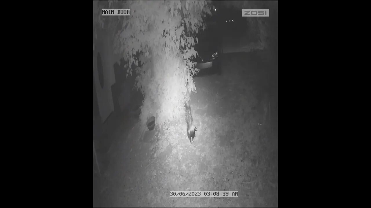 BRAVE, LITTLE SKUNK STANDS UP TO COYOTE