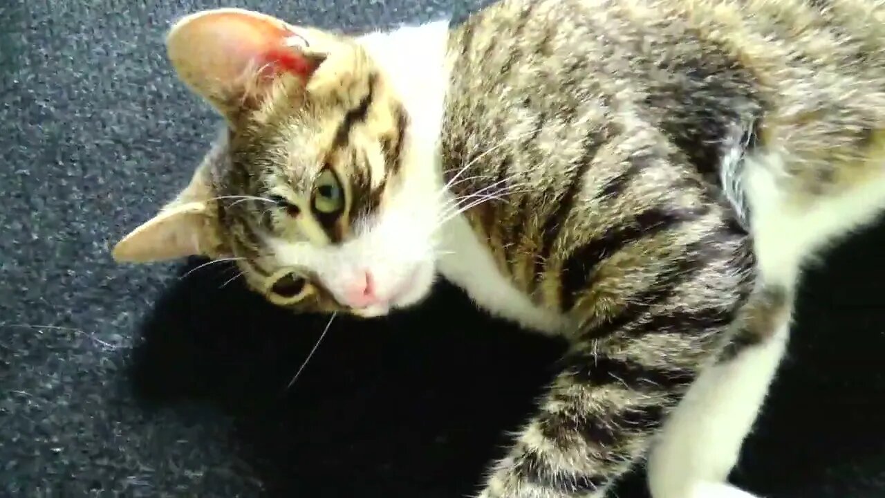 Kitten Is Very Tired After Playing