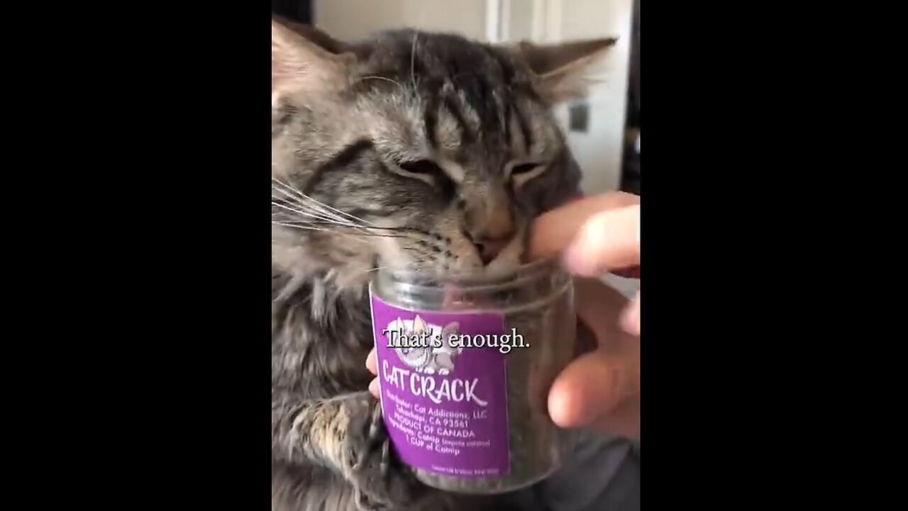 Kitty Loves His Cat Crack