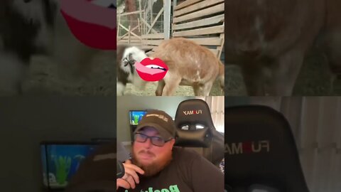 Here’s Your Dose Of REALarious…🤣🤣🤣 with @Mountain Spring Homestead