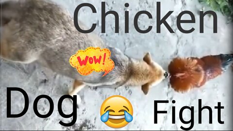 Fight Chicken VS Dog - Funny Dog Fight Videos