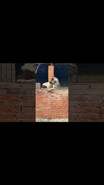 When Farm German Shepherd Fell in Love With Cow