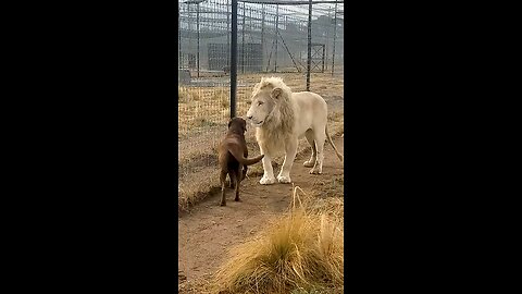 #cute line in cage with the dog