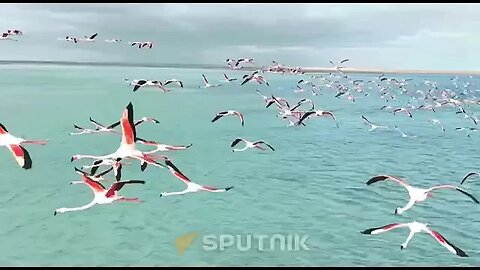 Milhares de flamingos voltam ao Cazaquistão das zonas mais quentes