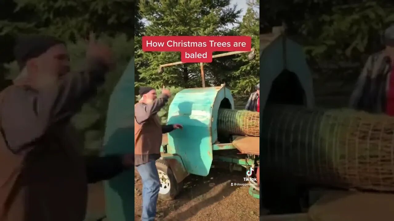 How Christmas trees are packed and baled after harvest. #christmas #tree #trees #harvest #oregon