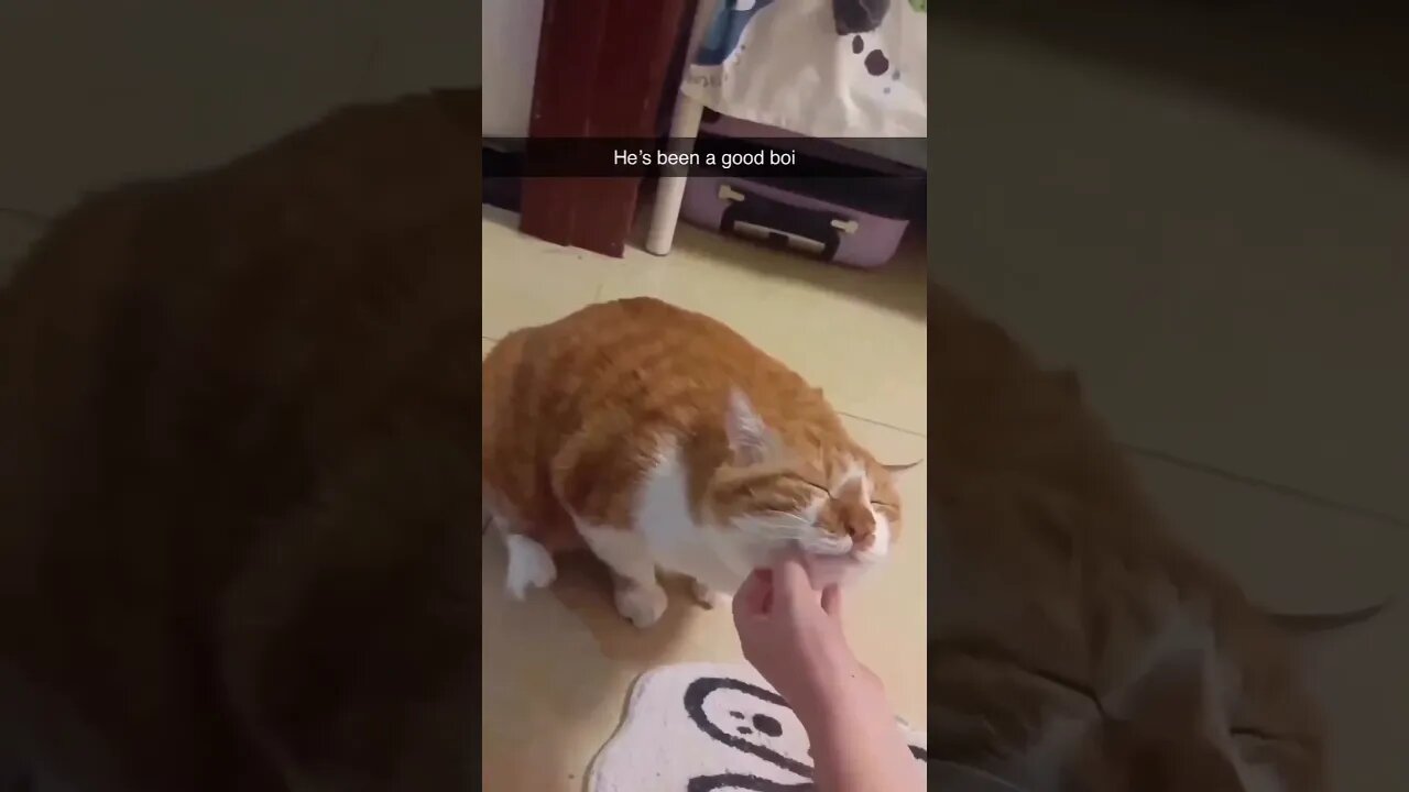 orange kitty chin scratches