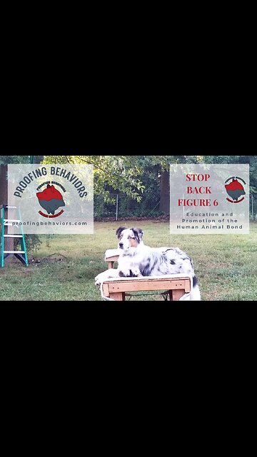 Adding the Verbal cue " Stop , Back, Figure Six "