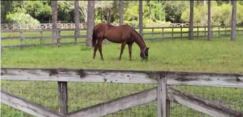 Martin County equestrian community denied more trails to explore