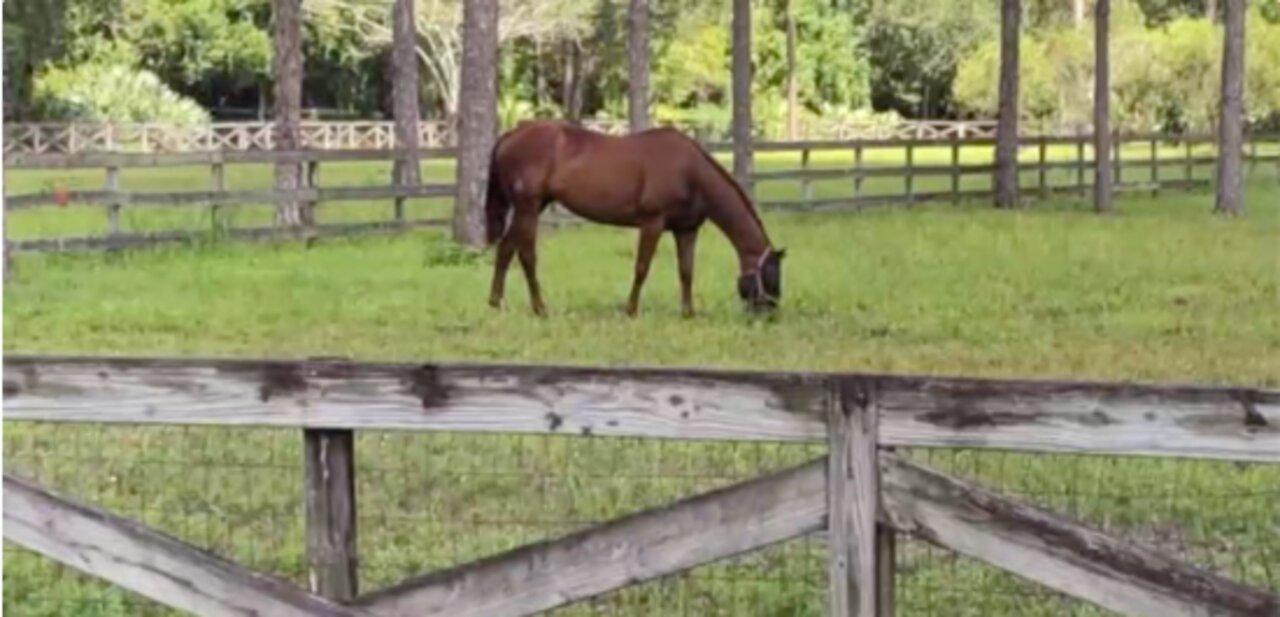 Martin County equestrian community denied more trails to explore