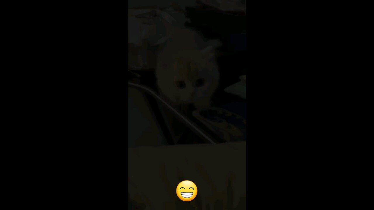 🐱Funny cat videos | cute cats | Try not to laugh🤣 | Cat videos Compilation🐱🐈#rumble