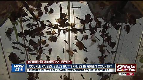 Couple raises, sells butterflies in Green Country