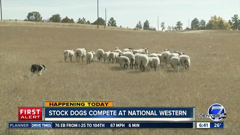 Stock dogs compete at National Western Stock Show