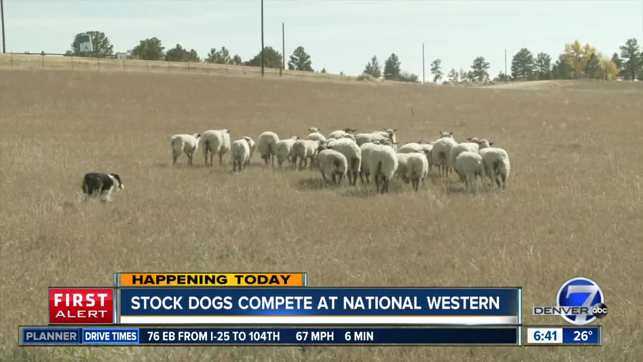 Stock dogs compete at National Western Stock Show