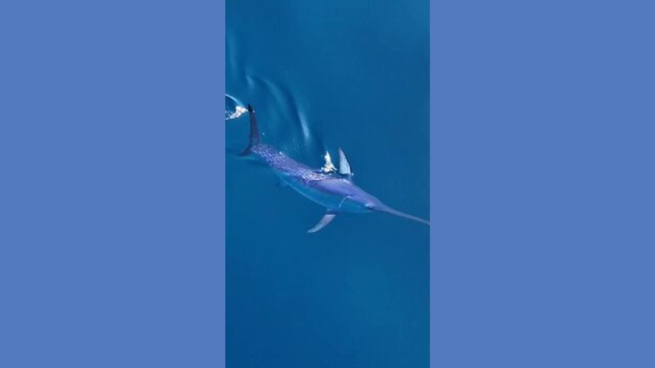 Gliding Grace: Majestic Swordfish in Crystal Seas 🌊