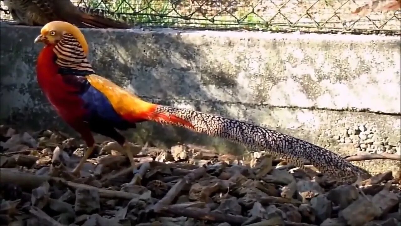 Beautiful Golden Pheasants and Wading Birds-20