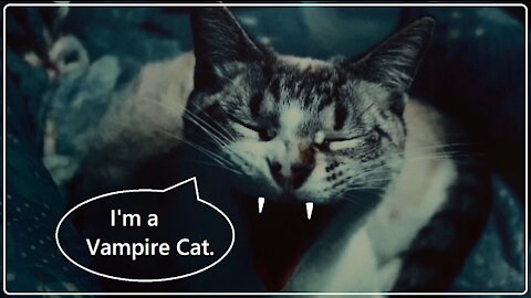 Vampire cat.