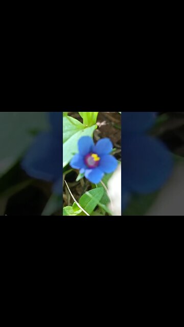 blue blue 💙 #youtubeshorts #shorts #youtube #shortvideo #shortyoutube