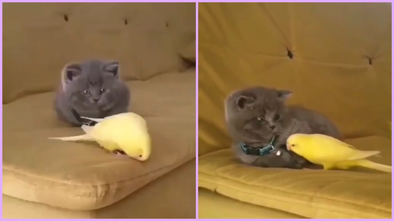 parrot want to friendship with baby cat but baby cat refused it