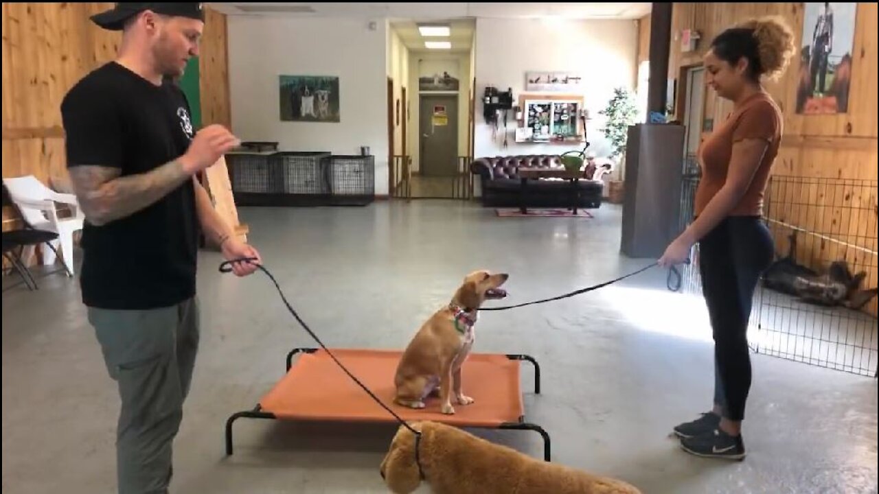 Leash reactive dogs training- Dog reactivity training