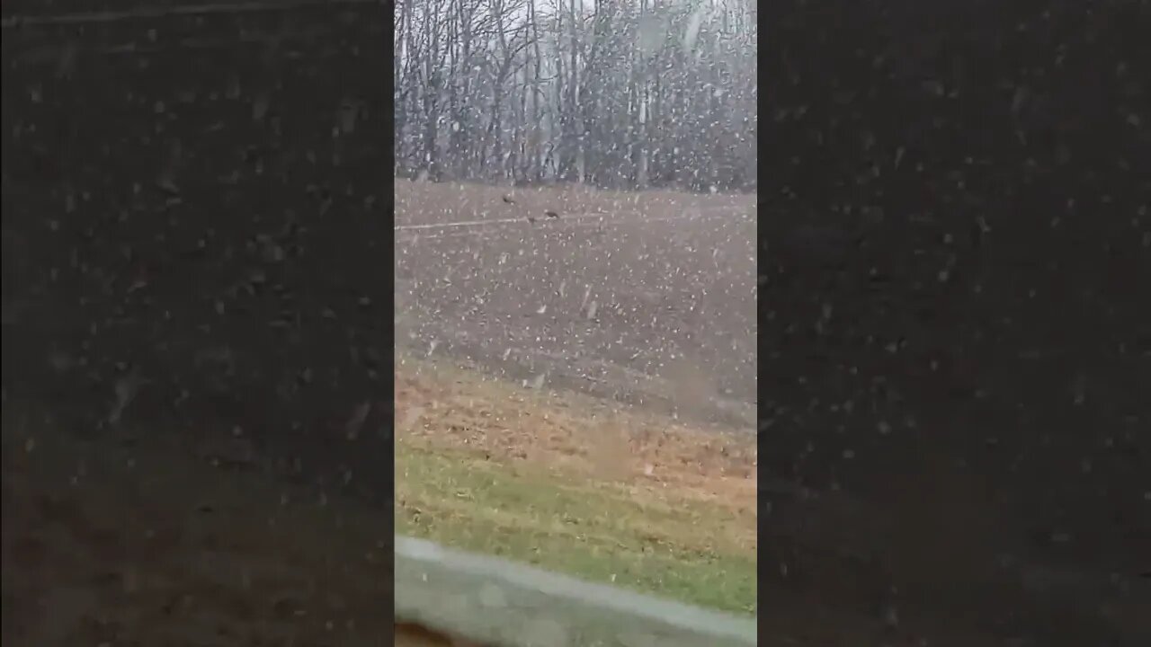 Wild Turkeys