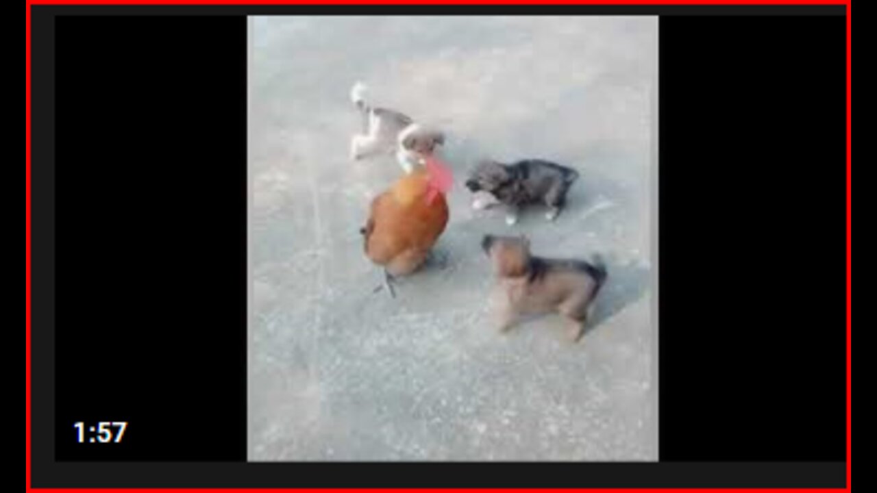 Chicken VS Dog Fight - Funny Dog Fight Videos