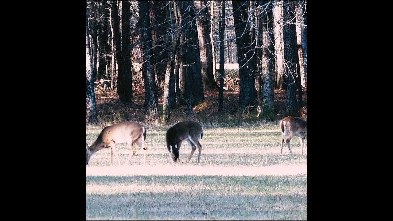 Deer in Chickamauga