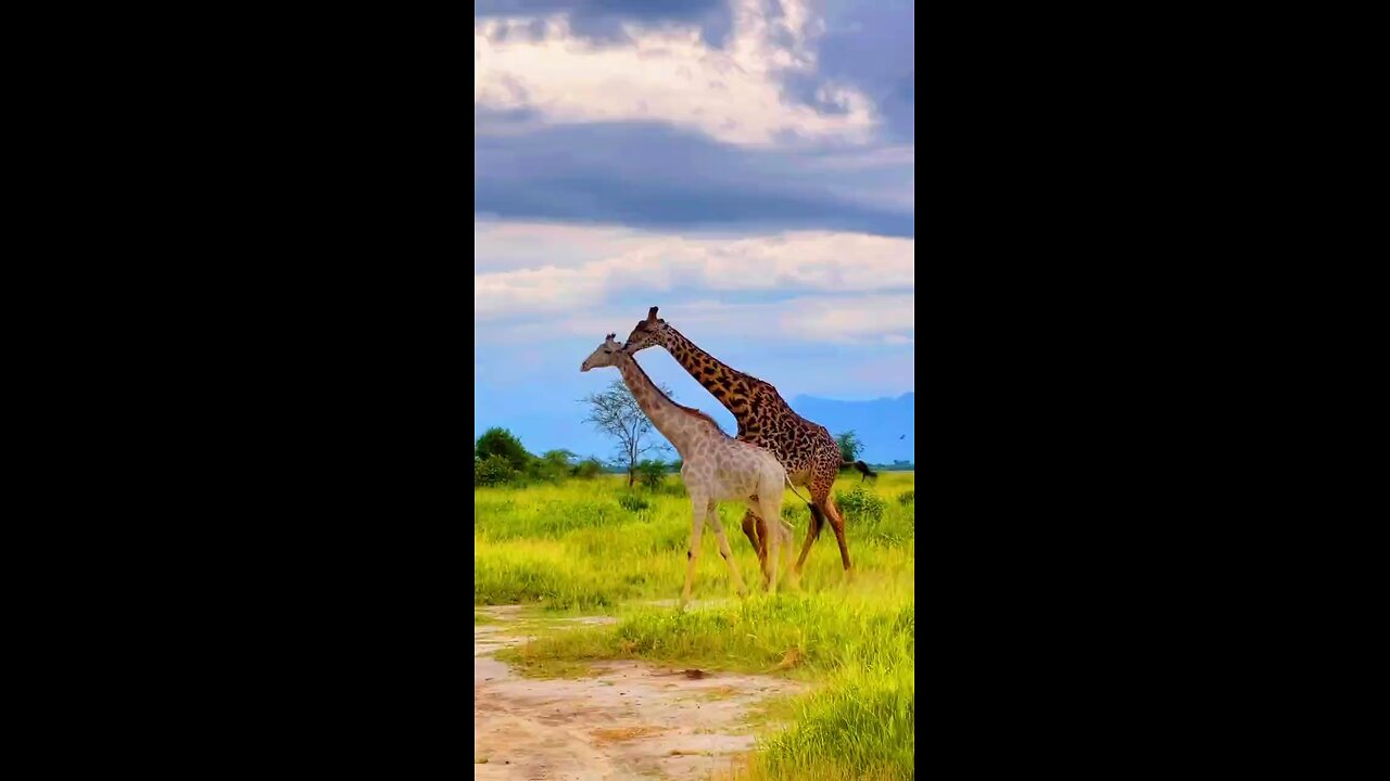 Beautifulgiraffe #elephant #kruger #bigelephant #animals #hyena #wildlife #safari #cheetah #wolf