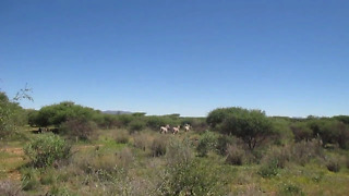 Both rescued and wild animals run alongside car