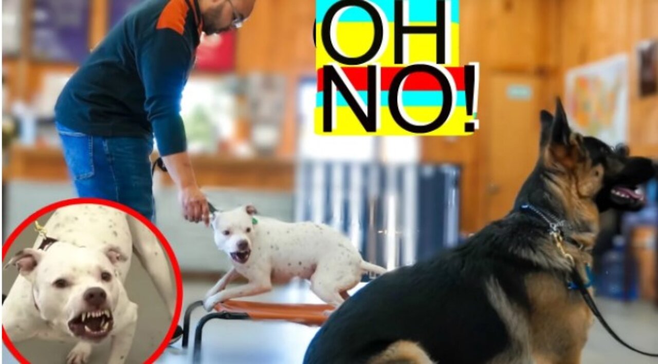 Insanely reactive pitbull - Leash reactive dog training method