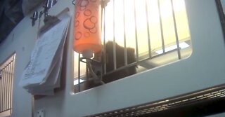 New undercover HSUS video accuses Petland chain of having sick and dying puppies