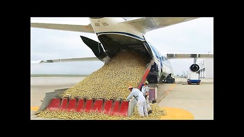Why Is the US Dumping Hundreds of Millions of Flies Into Panama