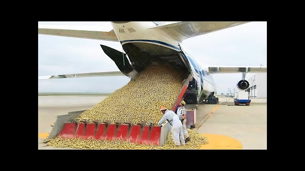 Why Is the US Dumping Hundreds of Millions of Flies Into Panama