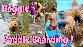 Spirited doggie rides a paddle-board!