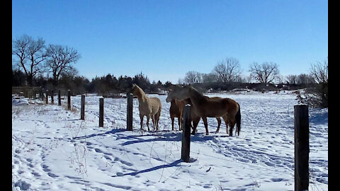 The four KS kp mares at foster in NE