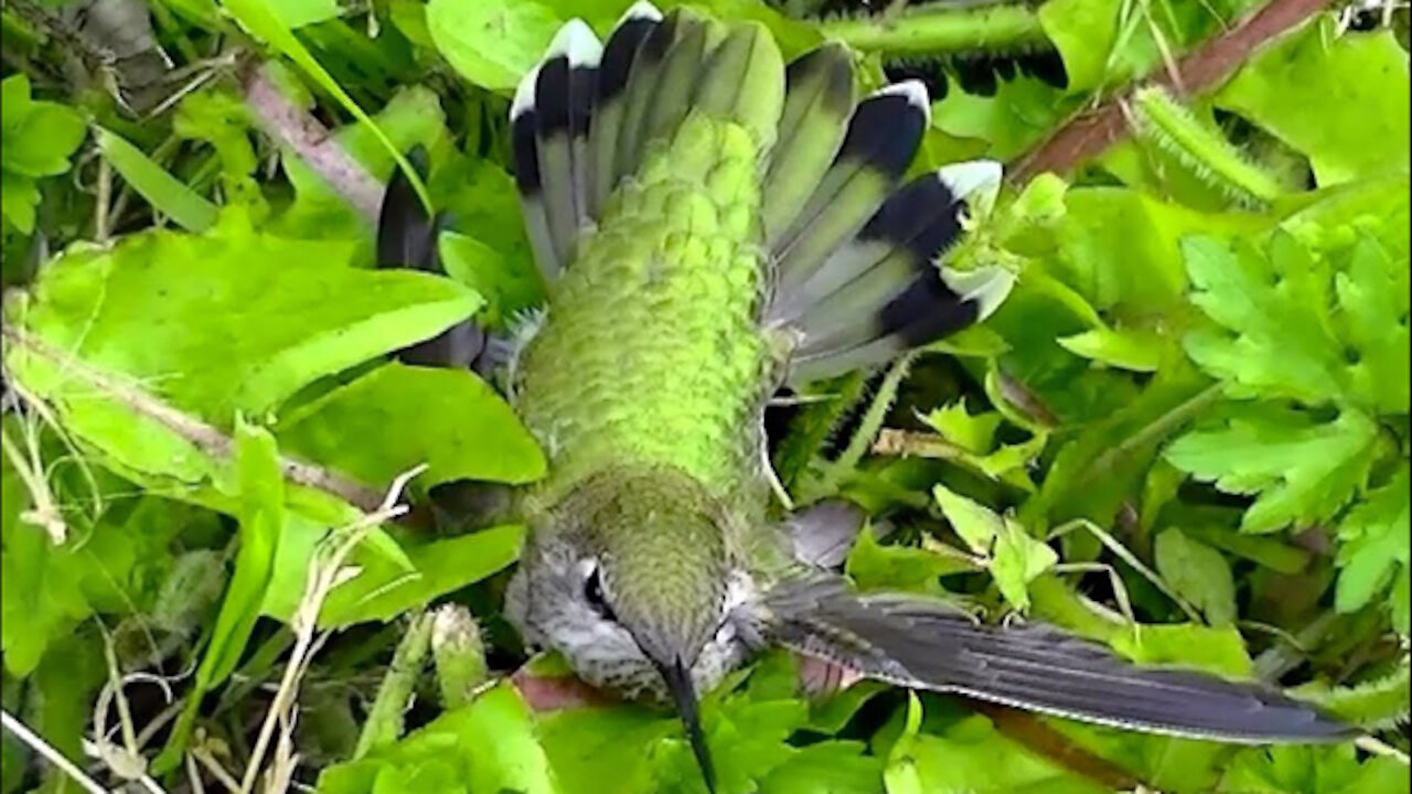 IECV NV #40 - 👀 Hummingbird On The Ground After Hitting The Window 5-24-2014