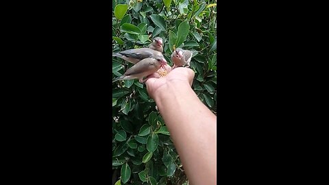 Java Sparrow