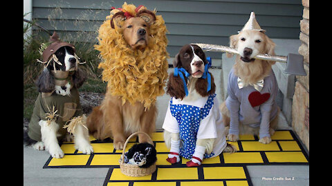 Funniest Pranks On Dogs & Cats