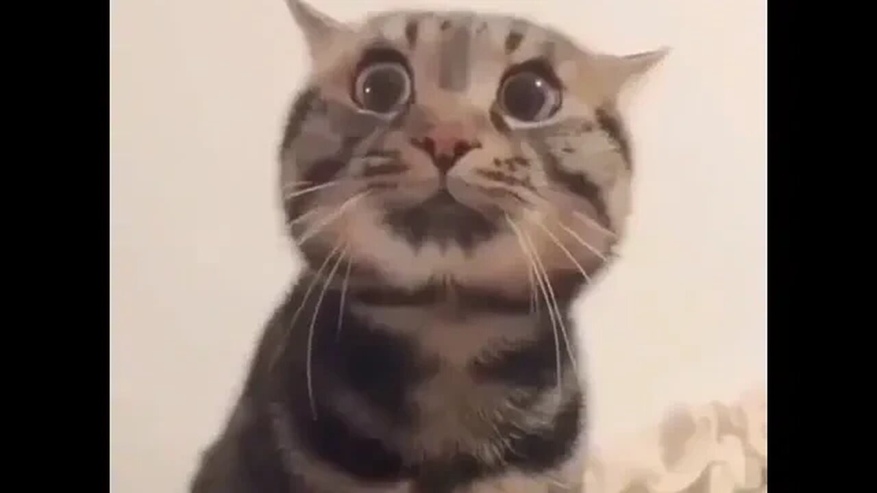 CAT VIDEO