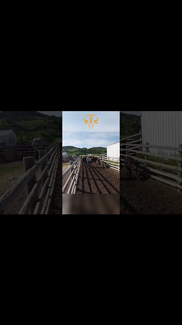 Cow Gets In The Wrong Pen!