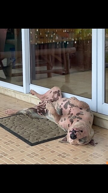 Video of a Sleeping Dog