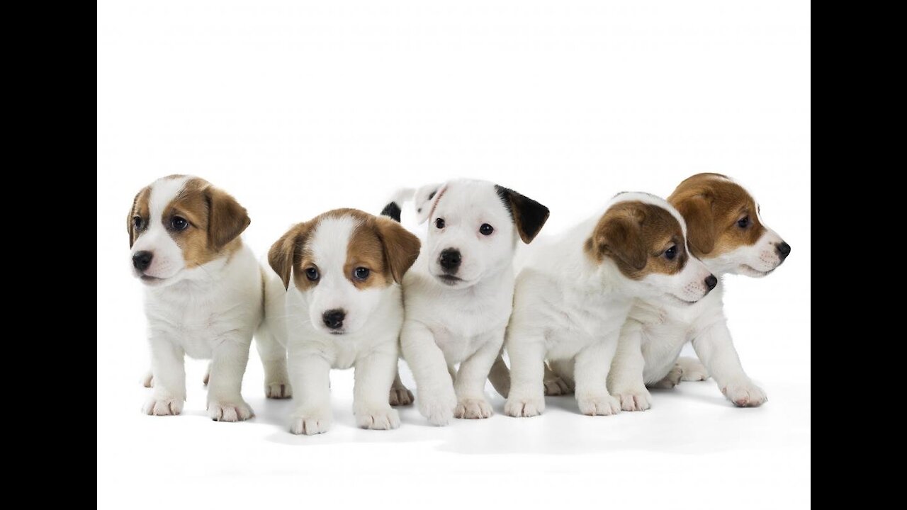 Compilation of Cute, Funny and Smart Dogs | cute little friend