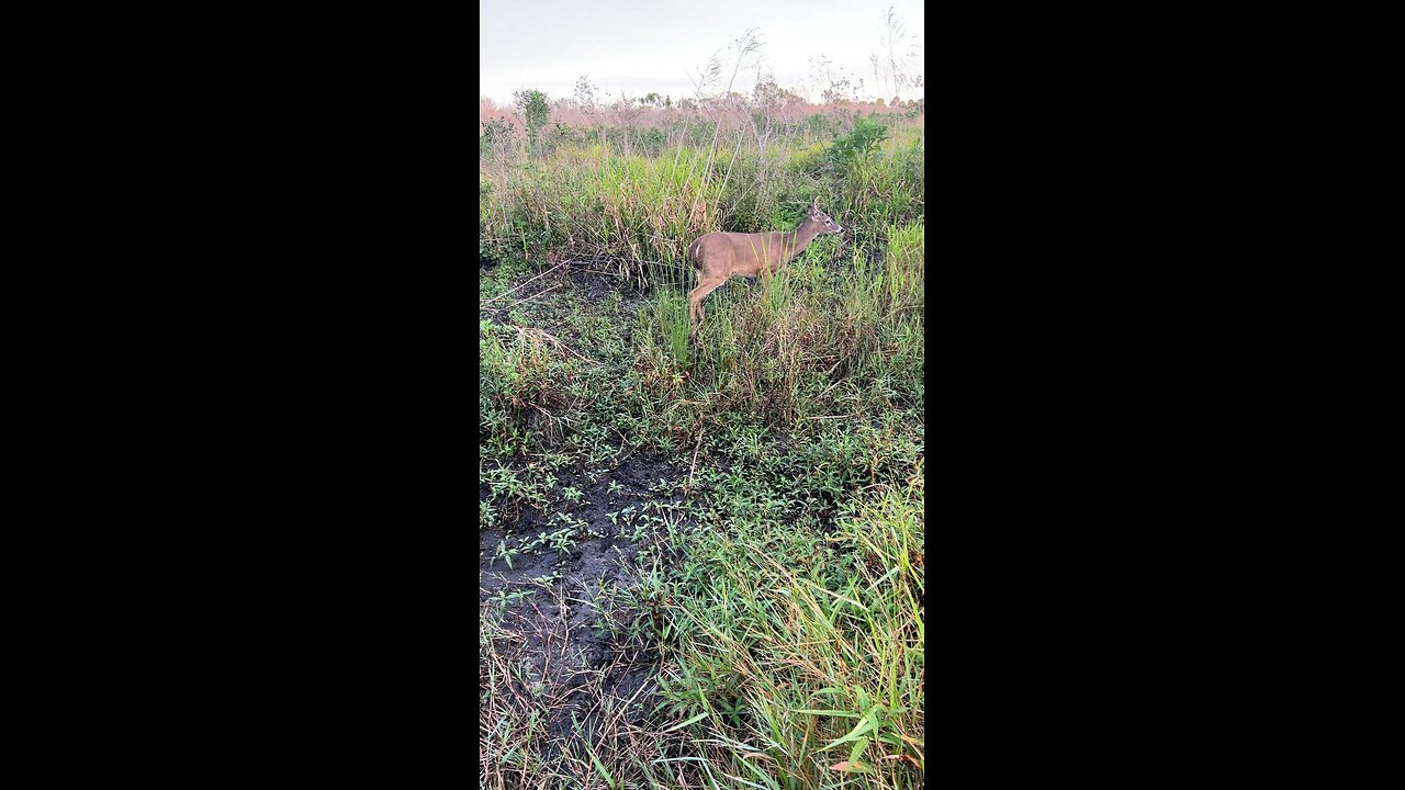 Petting a wild deer!