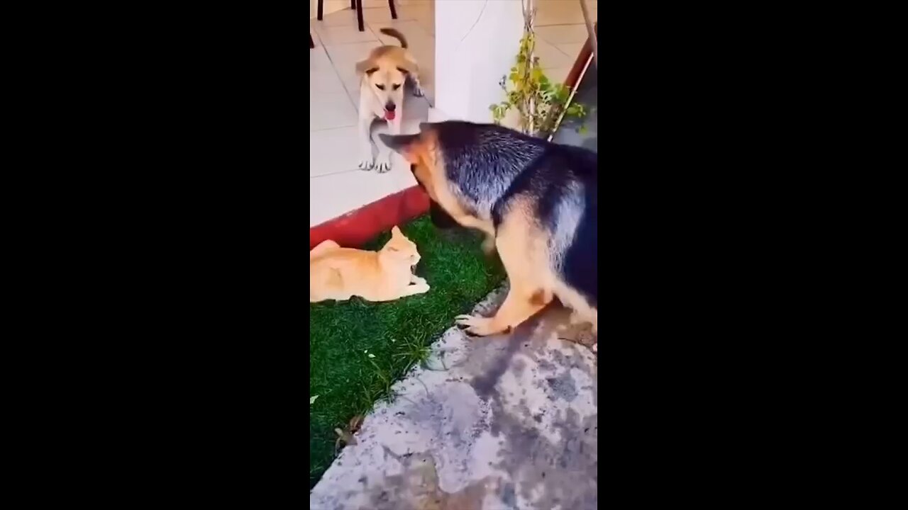 cat and dog together are hilarious funniest moments