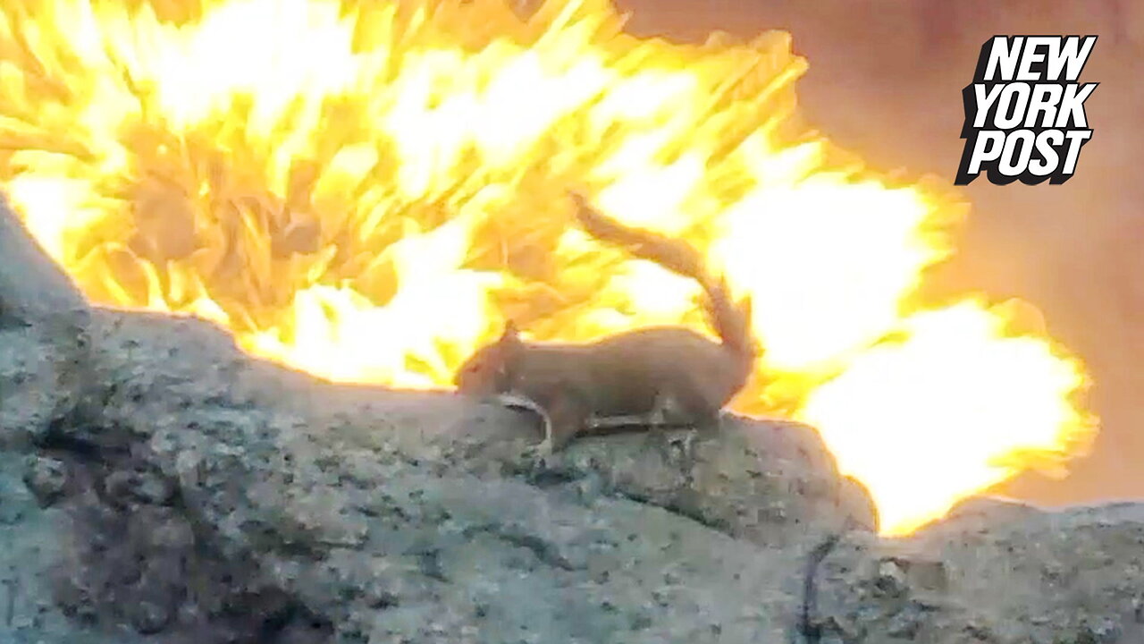 Squirrel vs. volcano! Disney goers go 'nuts' over fiery scene