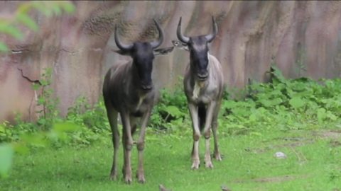 Wildebeests return to Detroit Zoo for first time in nearly 80 years