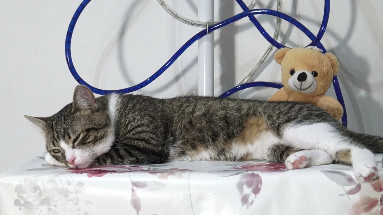 Cat Fell Asleep on the Table