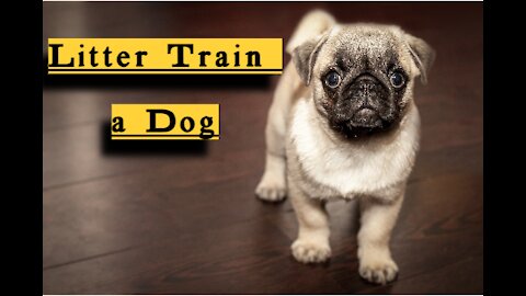 Litter train a dog