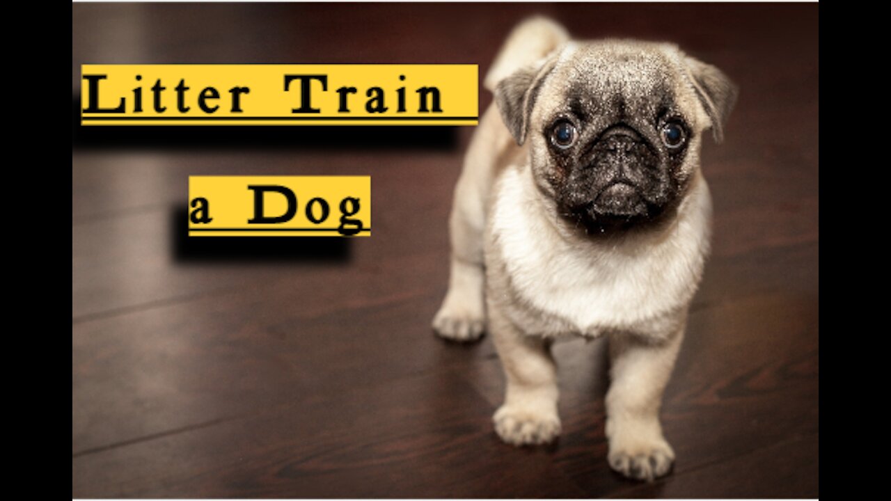 Litter train a dog