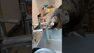 Water playtime for tabby cat! #cats #catsitter